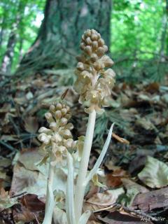 Nestwurz (Neottia nidus-avis)