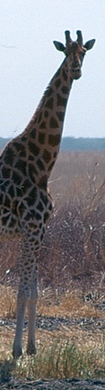 Giraffe in Kamerun